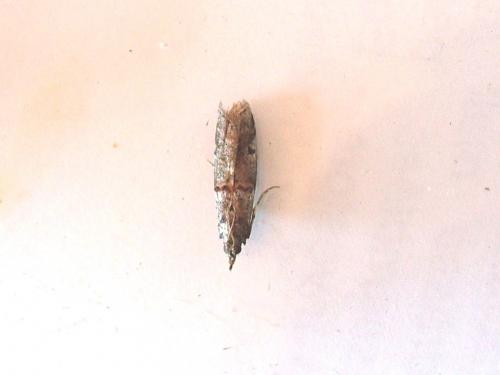Réf. 232 315 : Phycitinae inconnu